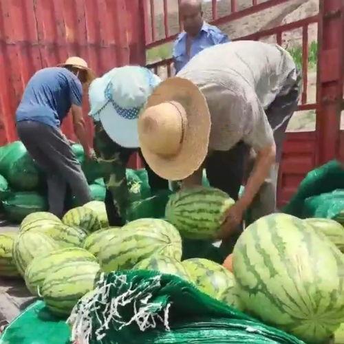 甘肃最新吃瓜,探寻最新“吃瓜”盛事