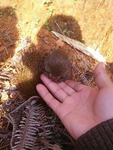 兔子不吃草吃瓜,瓜果成盘中餐