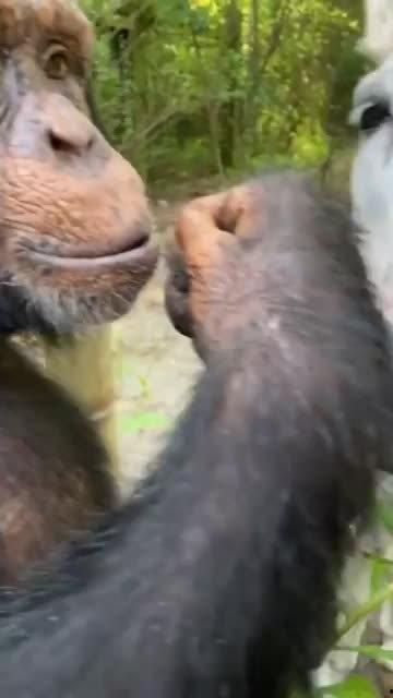 马哥在线吃瓜,揭秘娱乐圈幕后风云