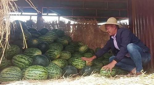 周末大放价吃瓜,吃瓜群众狂欢盛宴！