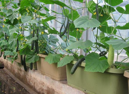 小架瓜怎么吃,解锁美味新体验