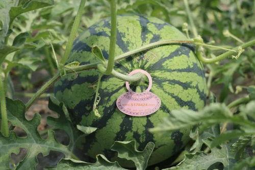 大瓜明天吃啥,揭秘明天餐桌上的美味佳肴