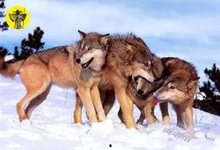 吃瓜人遇到狼,惊险求生记