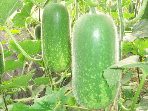 吃瓜必备神曲大全,盘点年度神曲大全