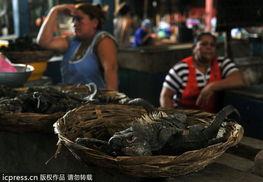 尼加拉瓜吃动物,探寻动物食材的多样魅力