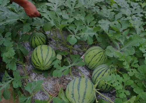 长垣吃瓜事件结果